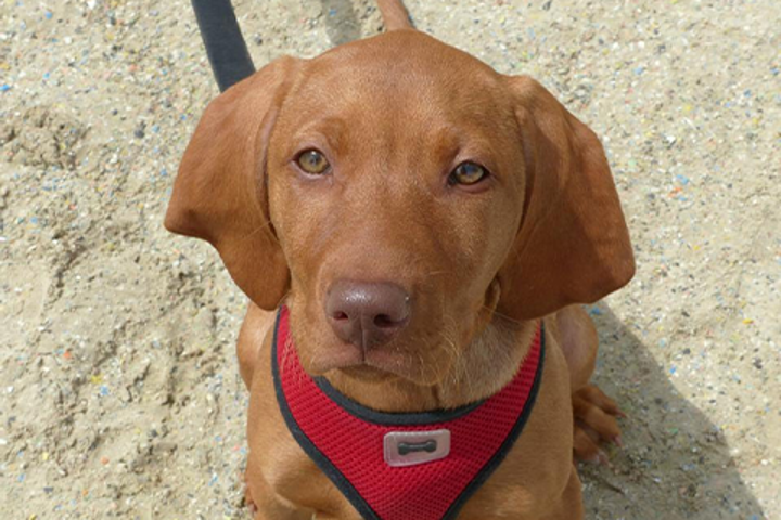 A puppy in a harness on the beach. 