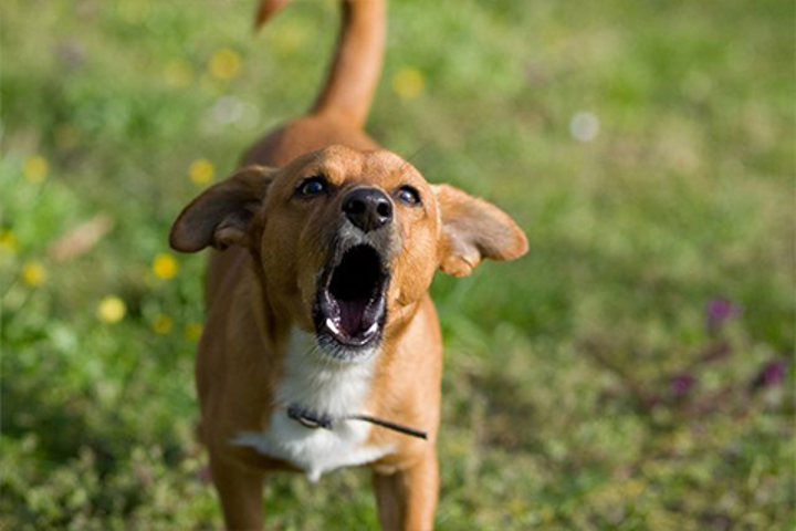 A dog barking in a park. 