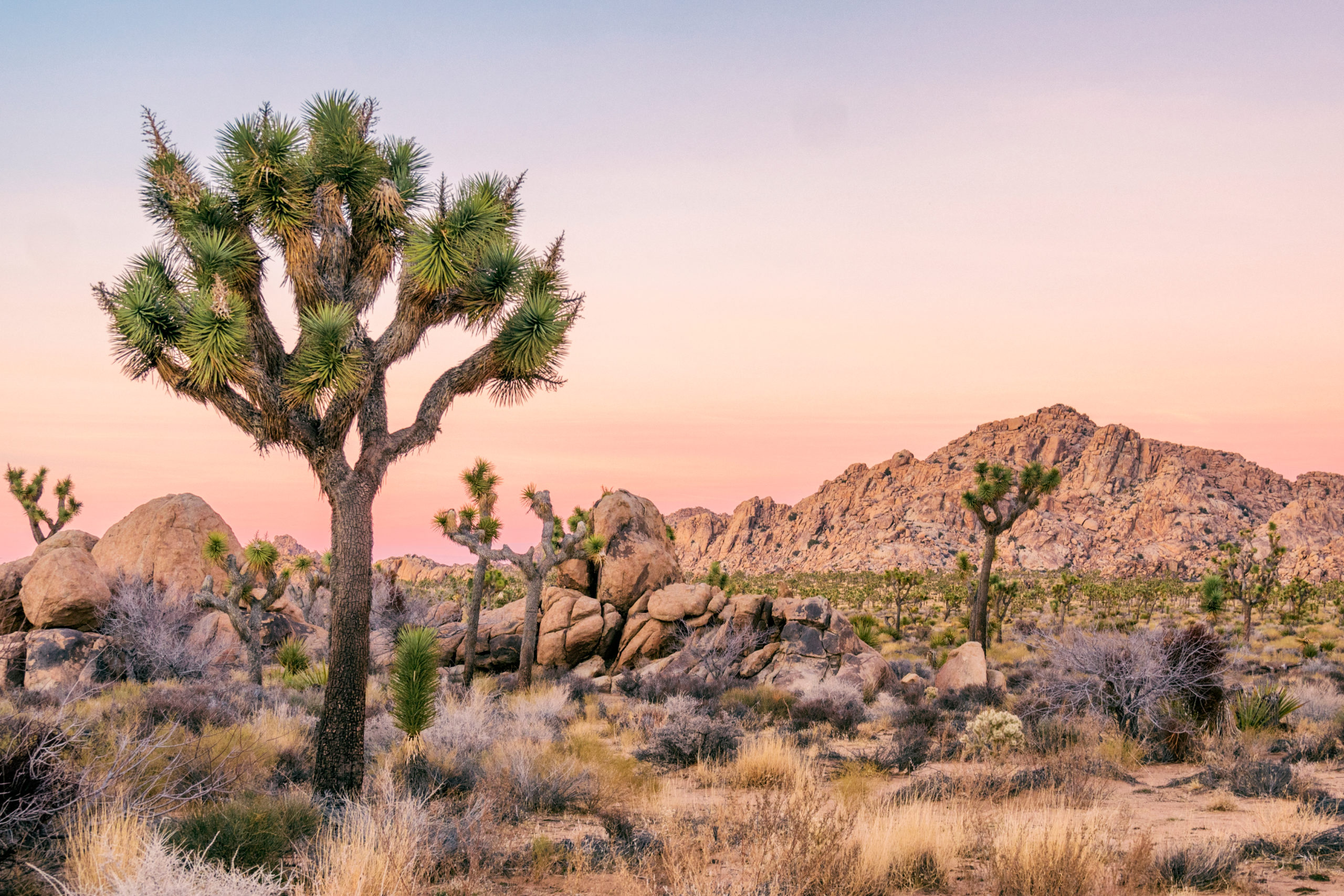 A photo of a Joshua tree at Joshua Tree National Park.